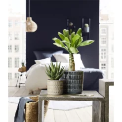 Scheurich Elna Yellow Ceramic Pot - 16cm -Sandtex Shop 12912158 1254845868136031